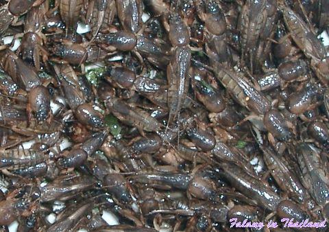 Menk Dschoon - Insekten schmecken lecker