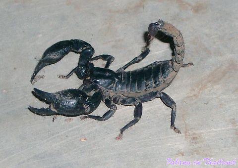 Skorpion Thailand