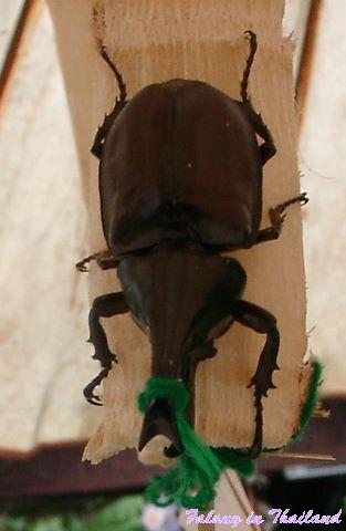 Käfer in Thailand zum Verkauf