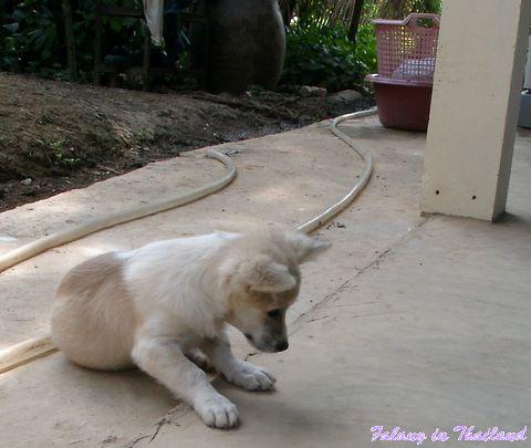 Tommy - kleiner thailändischer Hund