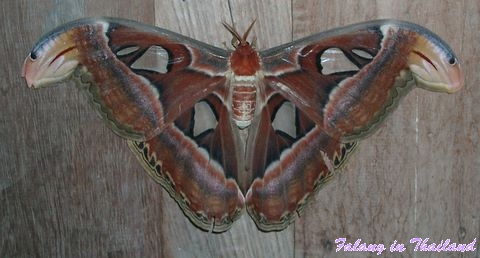 Schmetterling Atlasspinner oder Altlasfalter
