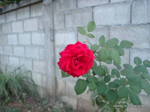 rose-01030003